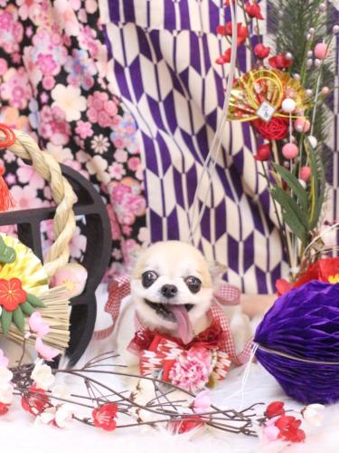 20250125momoちゃん